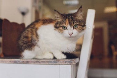 Çok komik kedi. Yakından gülüyor..