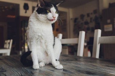 Evde kedi kaşınıyor, evde şişman tekir kedi var..