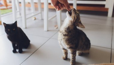 Evcil hayvanla ev hayatı. Genç adam kedisine et verir..