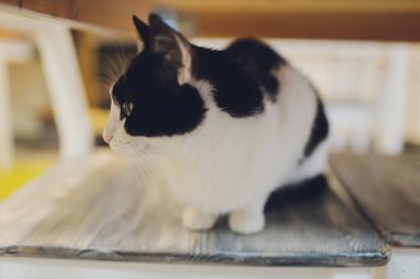 Çok komik kedi. Yakından gülüyor..