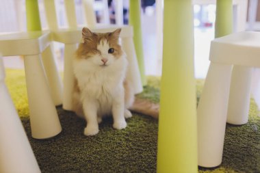 Evde tek gözü yaralı bir kedi var..