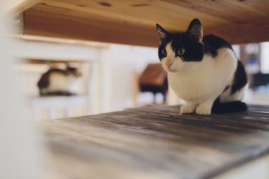 Çok komik kedi. Yakından gülüyor..