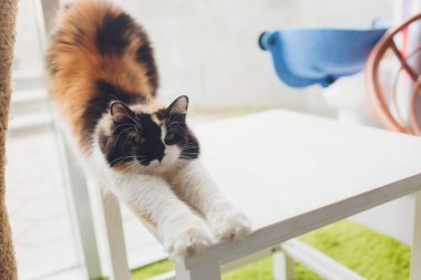 Kırmızılı kedi evde oynuyor..