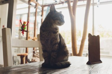 Çok komik kedi. Yakından gülüyor..