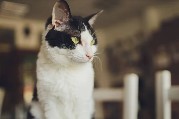 Zeer grappig kat lachen van de close-up. — Stockfoto