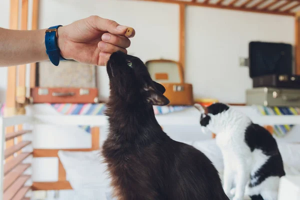 Семейная жизнь с домашним животным. Молодой человек дает своей кошке перекусить. — стоковое фото