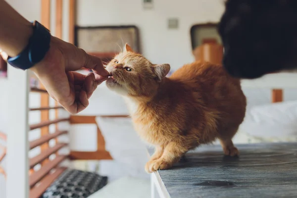 Domácí život s domácím mazlíčkem. Mladý muž dává své kočce maso svačinu. — Stock fotografie