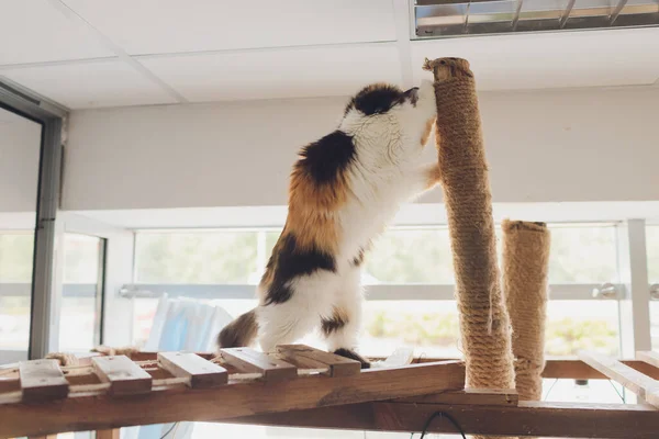 Домашний кот с помощью царапины пост - Накладные расходы, ландшафтный коготь . — стоковое фото