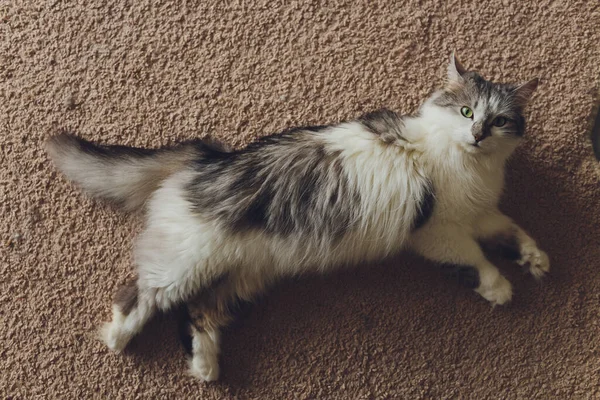 Gato muy divertido riendo del primer plano. — Foto de Stock