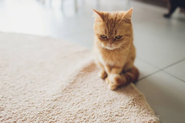 Gato muy divertido riendo del primer plano. —  Fotos de Stock