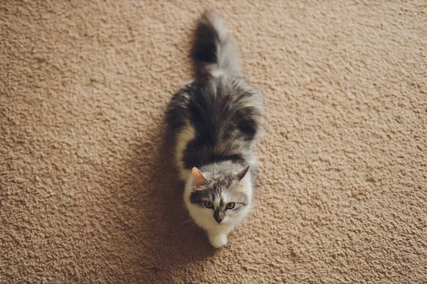 Gato muy divertido riendo del primer plano. — Foto de Stock