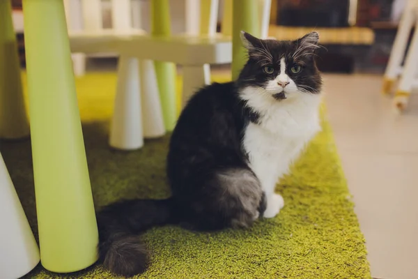 Gato muy divertido riendo del primer plano. — Foto de Stock