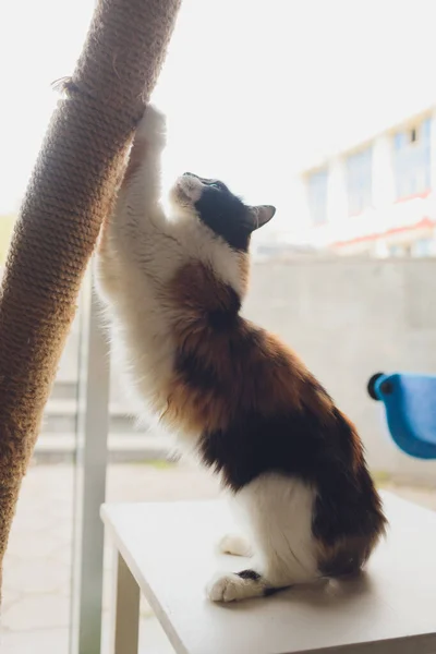 Hauskatze mit Kratzbaum - Kopf, Kralle. — Stockfoto