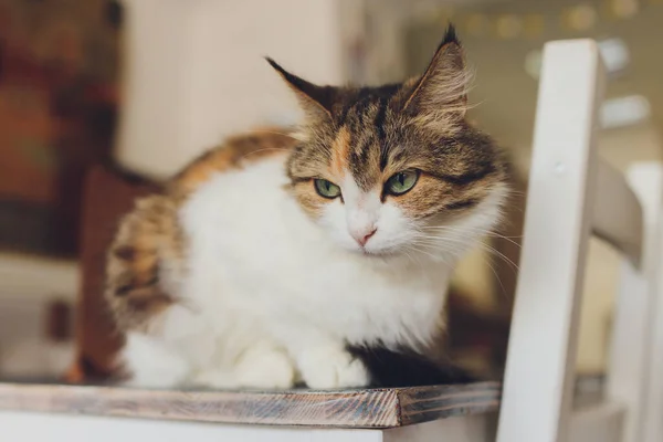 Hermosa mascota gato sentado en casa mirando hacia otro lado . — Foto de Stock