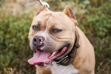 Amerikan Bulldog 'unun yeşil çimlerdeki portresi.