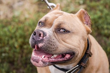 Amerikan Bulldog 'unun yeşil çimlerdeki portresi.