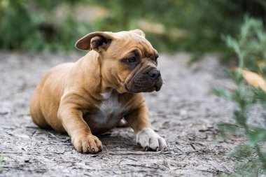 Köpek Amerikan Pitbull Terrier, doğanın portresi.