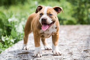 Köpek Amerikan Pitbull Terrier, doğanın portresi.