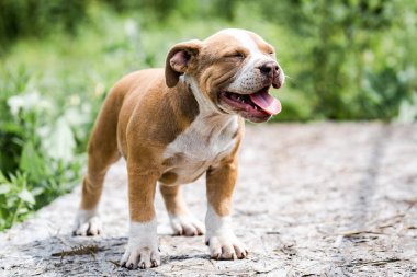 Köpek Amerikan Pitbull Terrier, doğanın portresi.