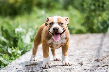 Köpek Amerikan Pitbull Terrier, doğanın portresi.