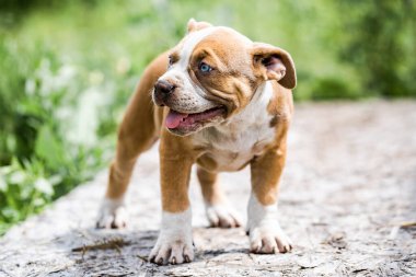 Köpek Amerikan Pitbull Terrier, doğanın portresi.