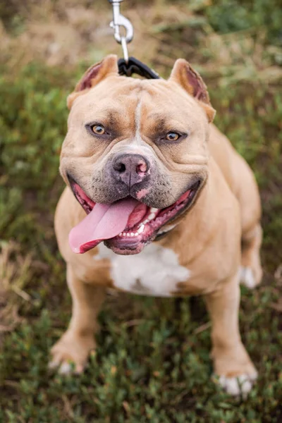 Retrato del bulldog americano sobre la hierba verde . —  Fotos de Stock