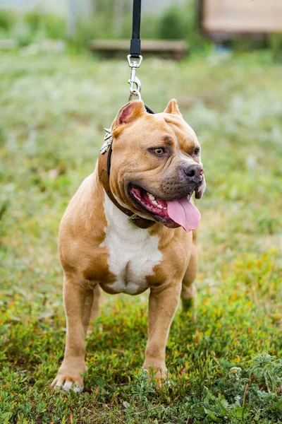 Retrato del bulldog americano sobre la hierba verde . —  Fotos de Stock