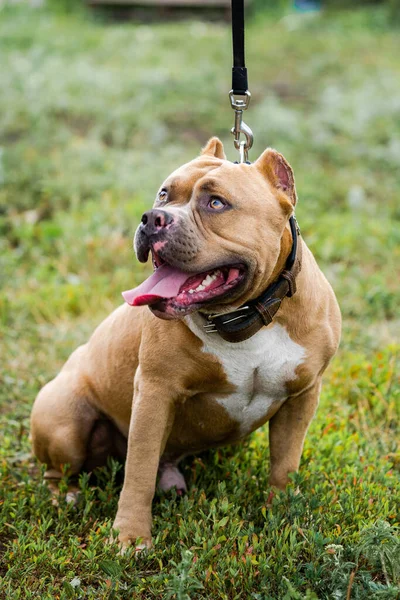 Retrato de buldogue americano na grama verde . — Fotografia de Stock