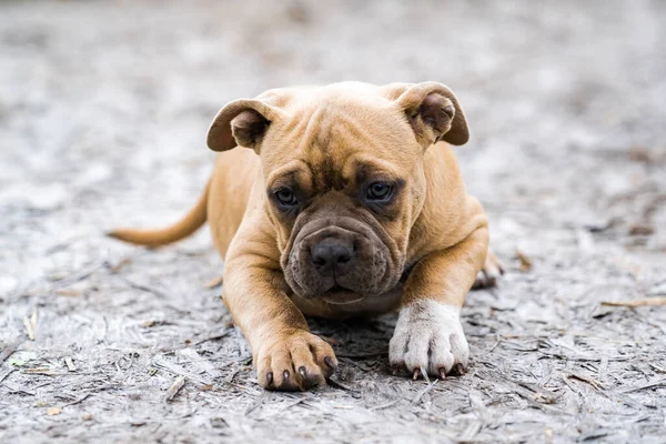 Chien American Pit Bull Terrier, portrait sur la nature. — Photo