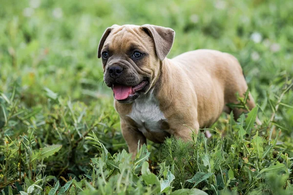 Amerikan Bulldog 'unun yeşil çimlerdeki portresi. — Stok fotoğraf