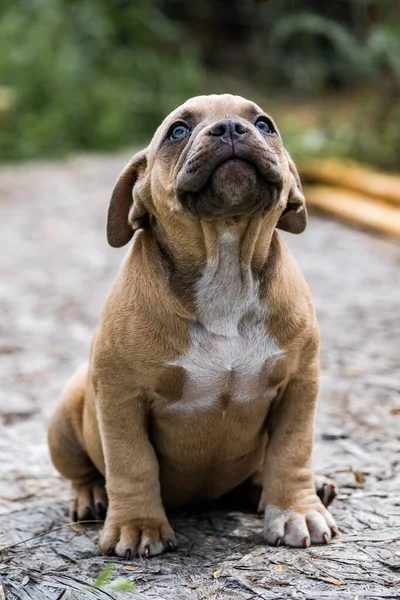 Chien American Pit Bull Terrier, portrait sur la nature. — Photo