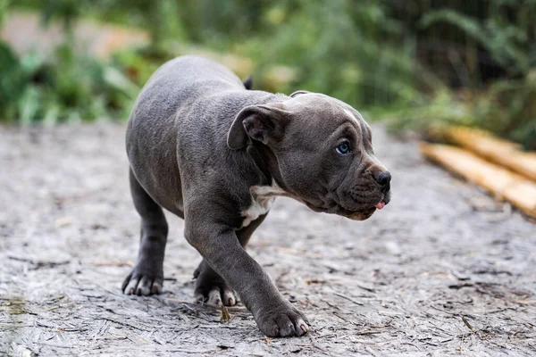 Dog Gray American Pit Bull Terrier, retrato sobre a natureza . — Fotografia de Stock