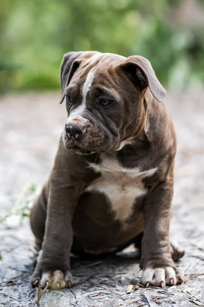 Chien Gris American Pit Bull Terrier, portrait sur la nature. — Photo