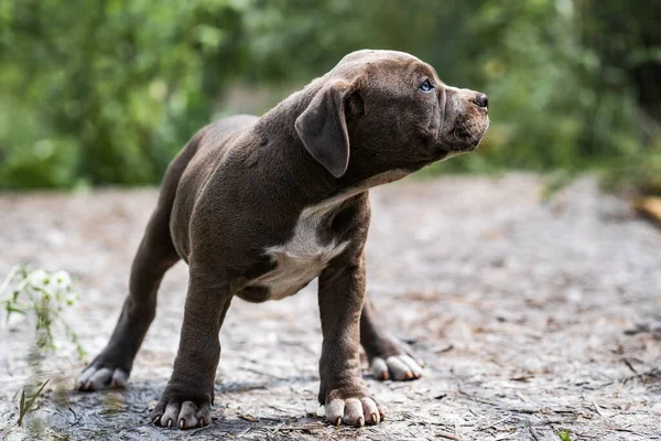 Dog Gray American Pit Bull Terrier, retrato sobre a natureza . — Fotografia de Stock