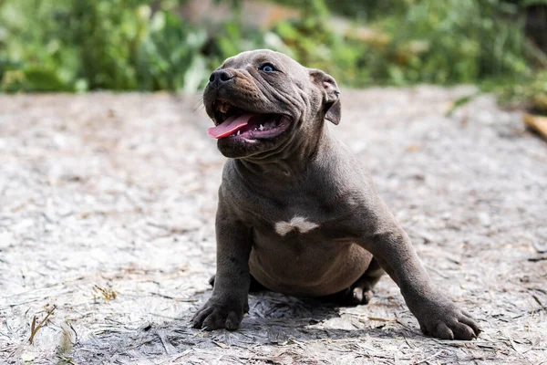 Chien Gris American Pit Bull Terrier, portrait sur la nature. — Photo