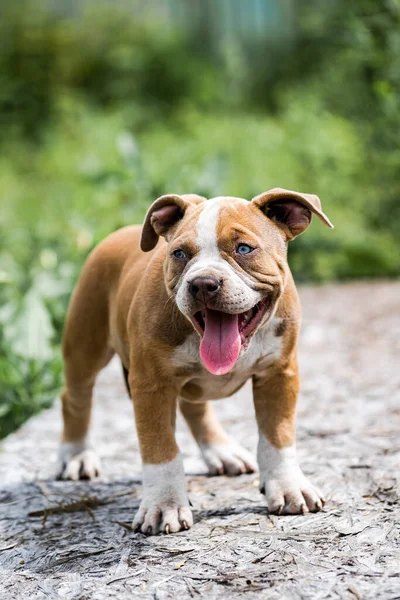Dog American Pit Bull Terrier, retrato sobre a natureza. — Fotografia de Stock