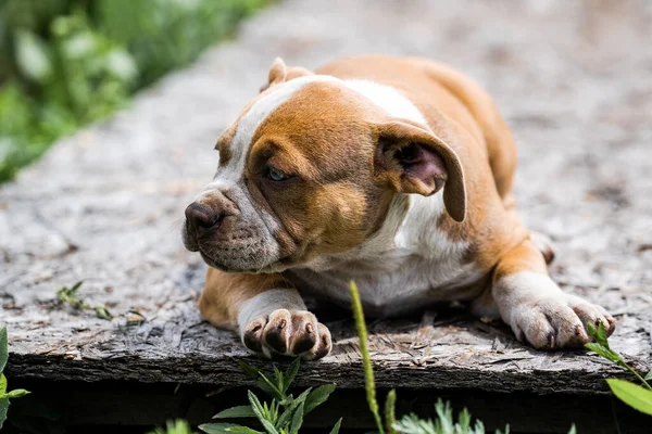 Chien American Pit Bull Terrier, portrait sur la nature. — Photo