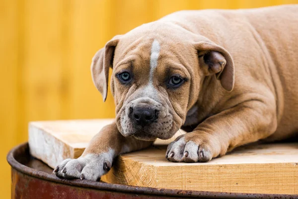 Chien American Pit Bull Terrier, portrait sur la nature. — Photo