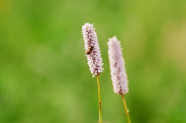 Öndeki yeşil tarlaların doğal görüntüsü ve güneşli bir yaz gününde arka plandaki uçurum ve tepelerin dağları..