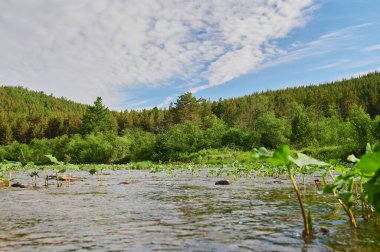 Bashkortostan, Rusya 17 Haziran 2020 Öndeki yeşil tarlaların doğal manzarası ve güneşli bir yaz gününde arka plandaki uçurum ve tepelerin dağları.