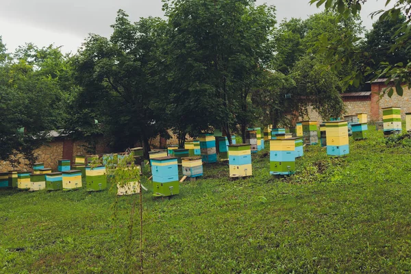 Een rij bijenkorven in een veld van bloemen met een boomgaard erachter. — Stockfoto