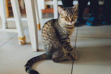 Yerde oturan sevimli Bengal kedisinin portresi. Evcil hayvan. Şirin kedicik. Kedi ev hayvanı..