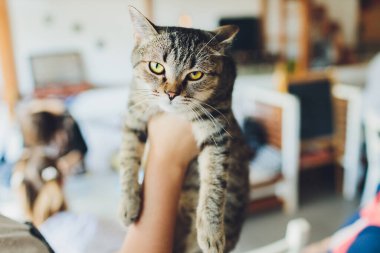 Bengal kedisini tutan bir kadının eli kameraya bakıyor..