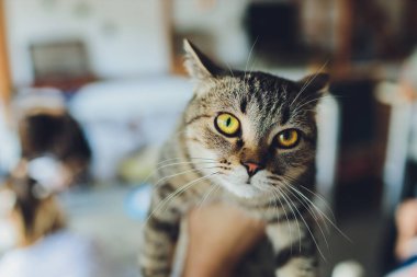 Bengal kedisini tutan bir kadının eli kameraya bakıyor..