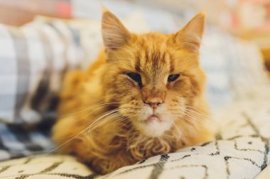 Kamerada Komik Çeneli Kızgın Kırmızı Maine Rakun Kedisinin Yakın Çekim Portresi.