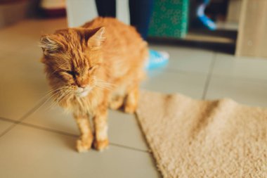 Kamerada Komik Çeneli Kızgın Kırmızı Maine Rakun Kedisinin Yakın Çekim Portresi.