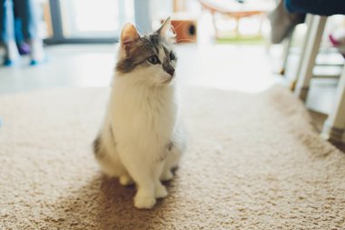 Çok komik kedi. Yakından gülüyor..