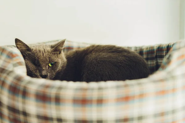 Kucing hitam tanpa satu mata. berbaring di sofa. — Stok Foto