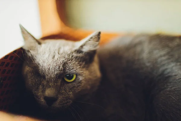 Black cat without one eye. lying on the couch. — Stock Photo, Image