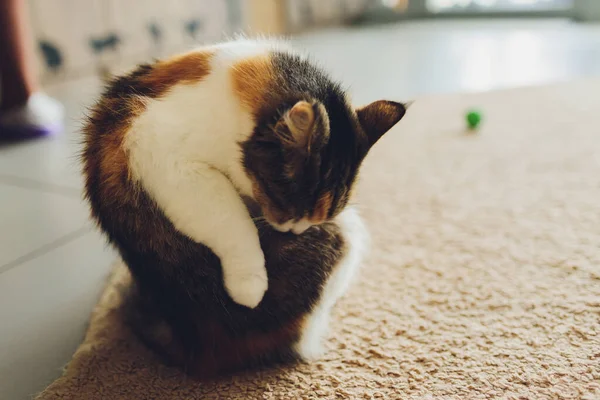 Jovem bonito gengibre gato lamber-se para limpar. — Fotografia de Stock